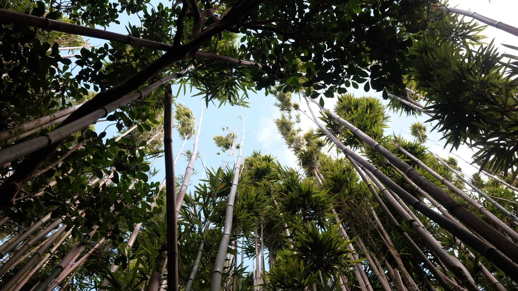 Bamboo canopy