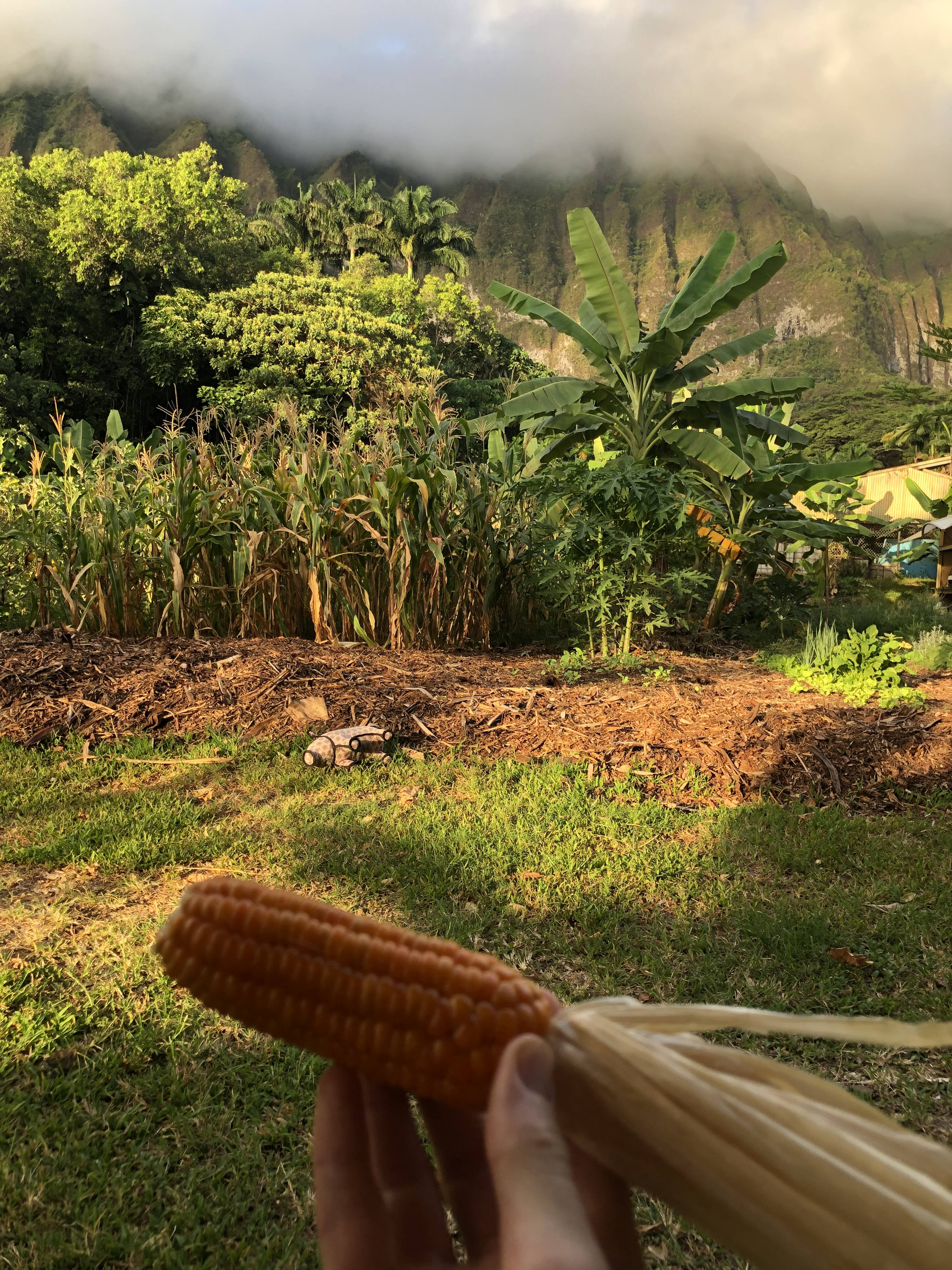 Corn