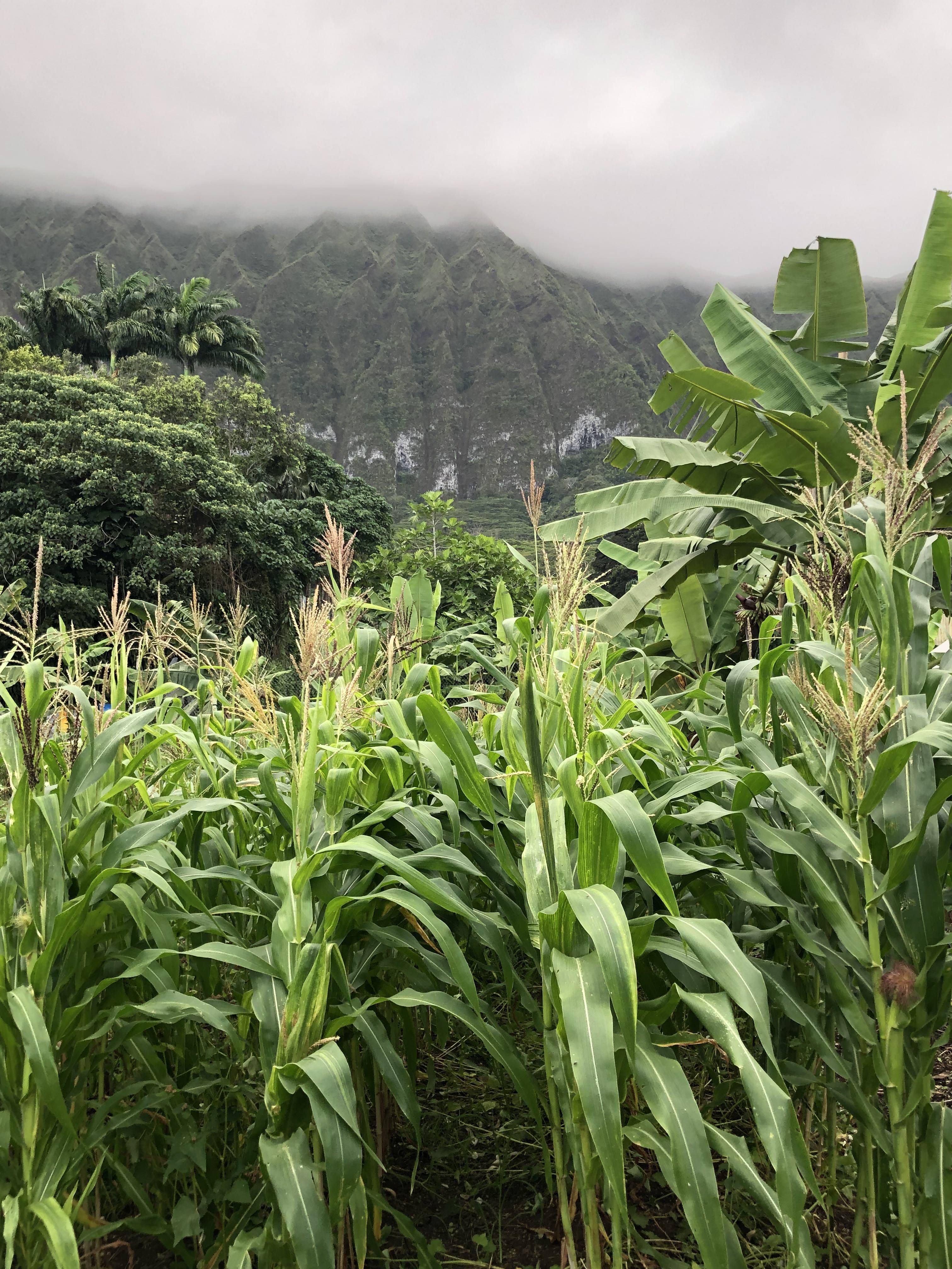 Corn harvest