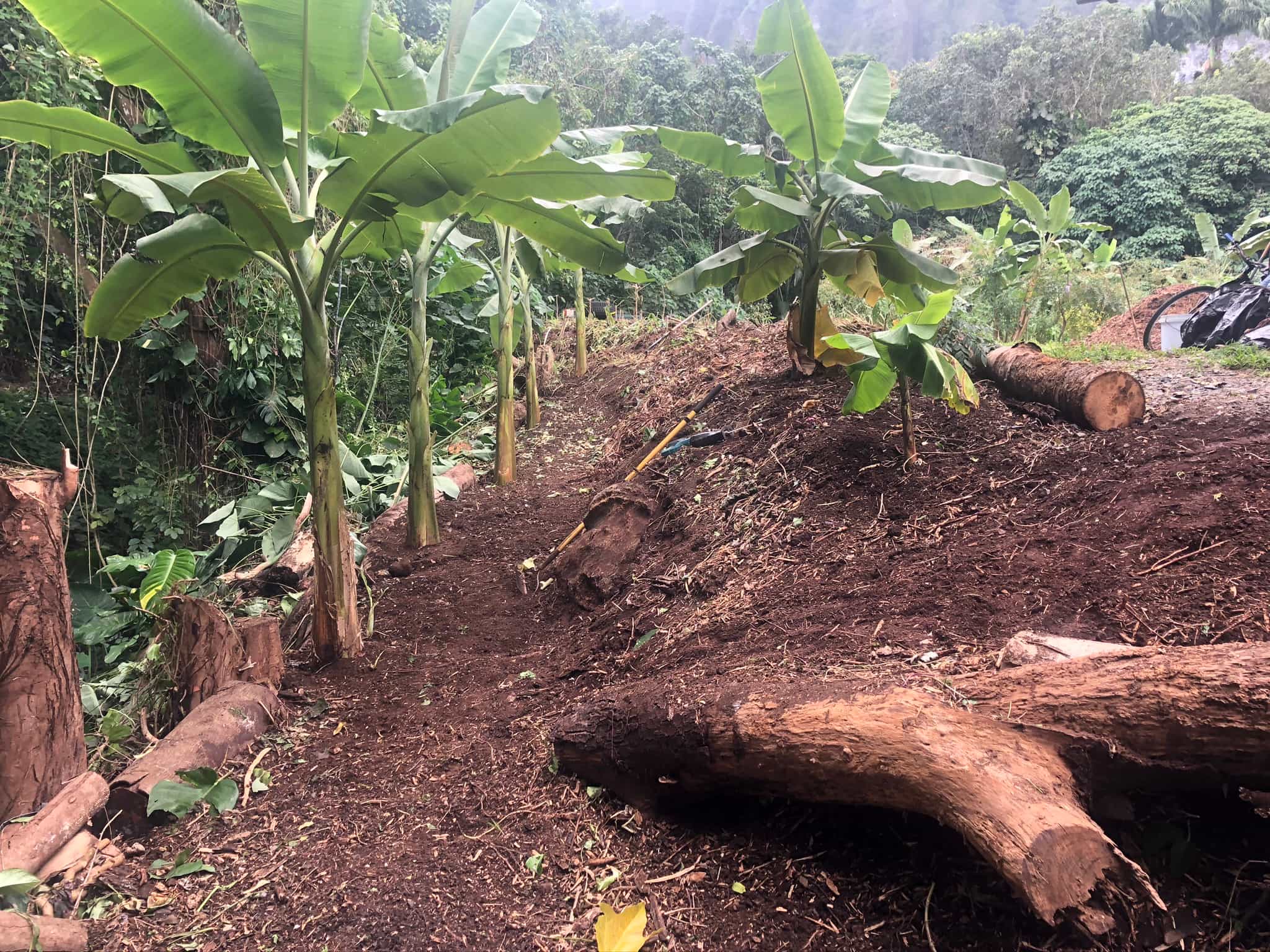 Planting bananas