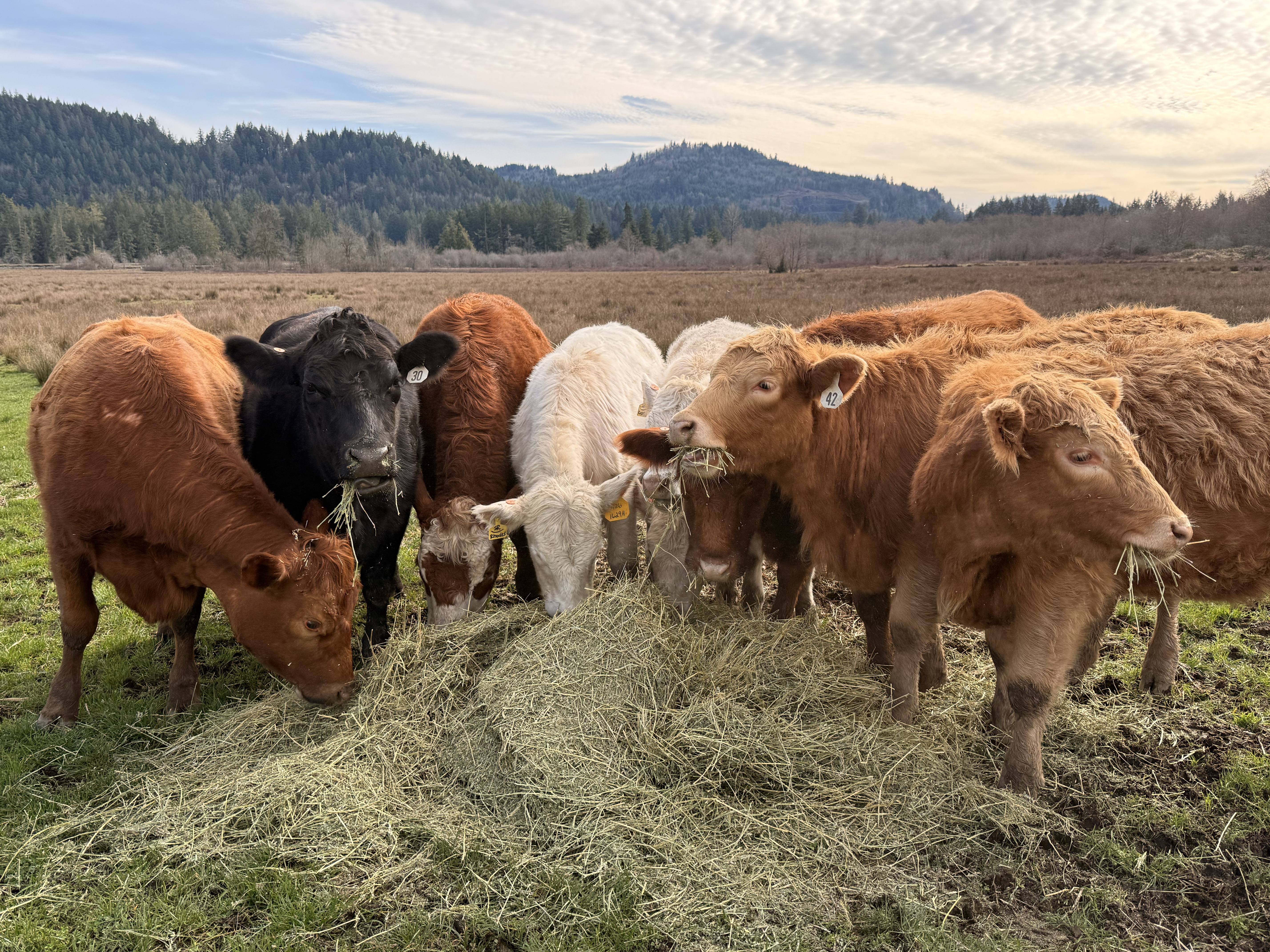 Cattle on pasture